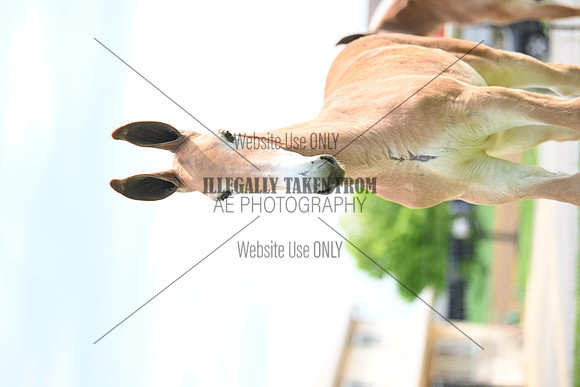file_247688487936