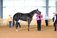 11. Amatuer Yearling Mares