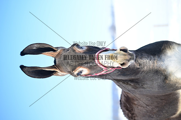 file_176895366144