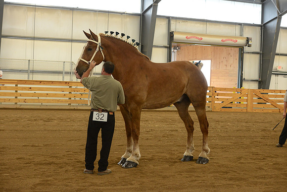 Halter-34