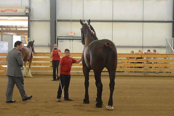 Jr. Youth Showmanship-2