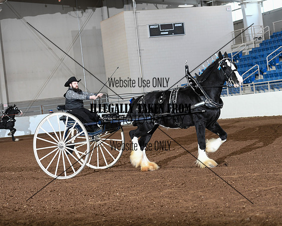 Shires_3561