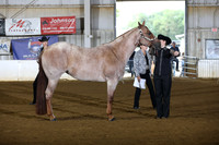 24. Amateur 3 yr old mares