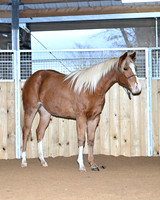 Pippi_7696