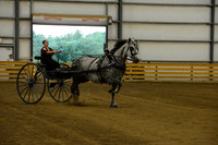 Ladies Cart_Percheron-12
