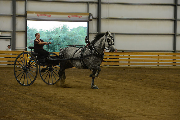 Ladies Cart_Percheron-12