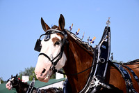Orchard View Clydesdales
