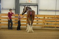 Jr. Youth Showmanship-3