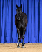 Blue_8798