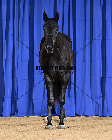 Blue_8798