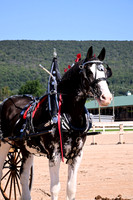 Reuter Hill Clydesdales