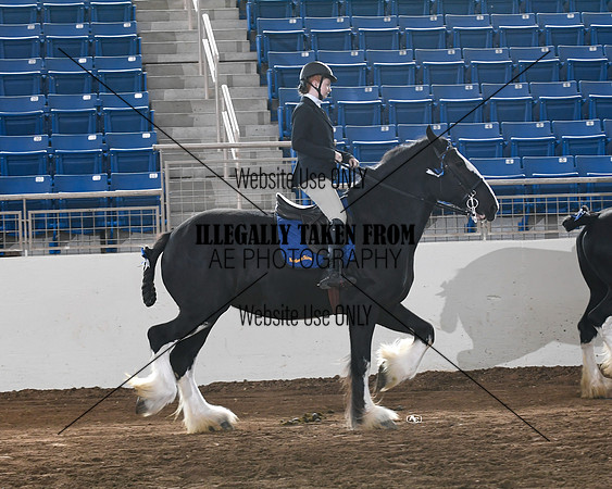 shires_6345