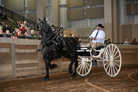2 year old Percheron Cart