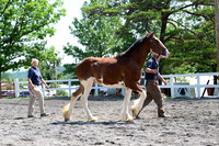 AJB_0145