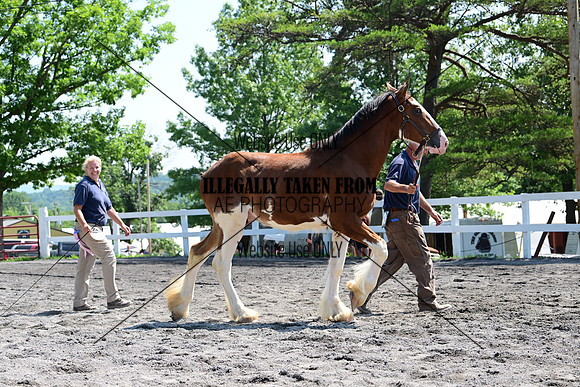 AJB_0145