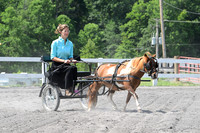 Hitch - Draft Pony Division