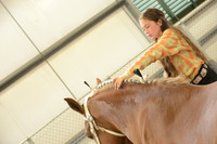 Draft Horse Show (2016 Grange Fair)