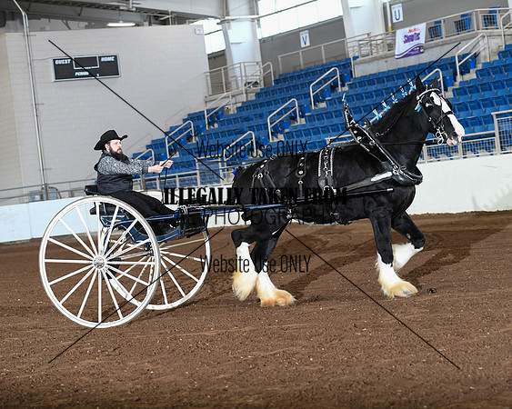 Shires_3562