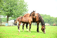 AJB_4782