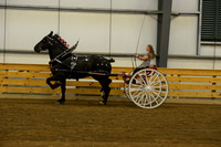 Ladies Cart-Percheron