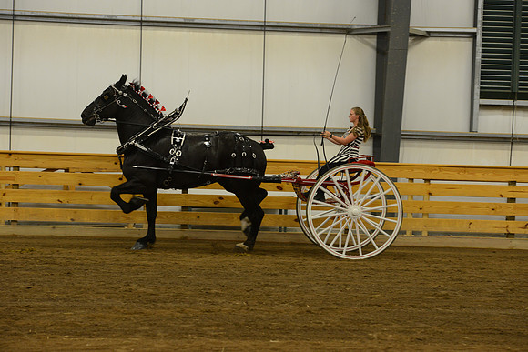 Ladies Cart_Percheron-5