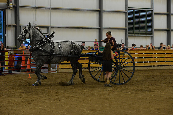 Ladies Cart_Percheron-24