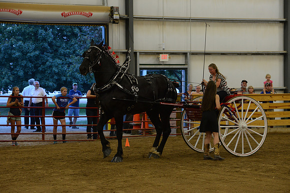 Ladies Cart_Percheron-28