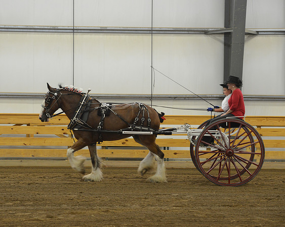 Men’s Cart_Clydesdales-1