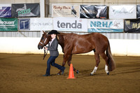 54. Youth Performance Geldings