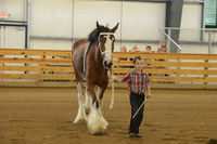 Jr. Youth Showmanship-4