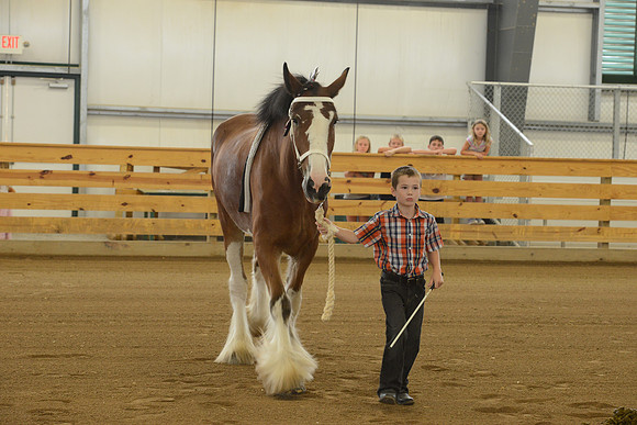Jr. Youth Showmanship-4