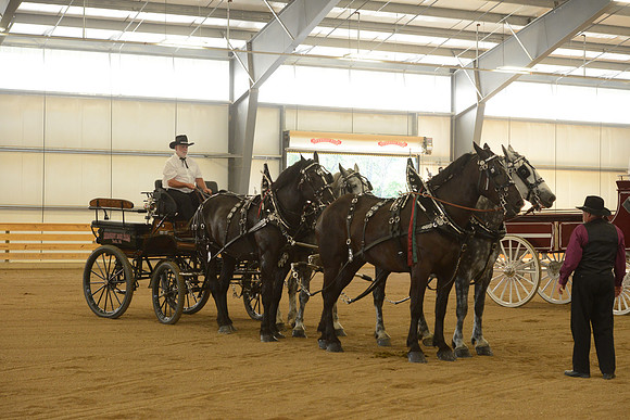 Four Horse Hitch-19