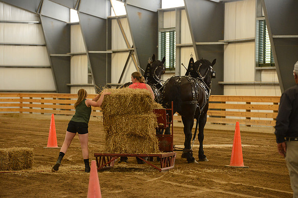 Draft Horse Feed Scurry Race-5