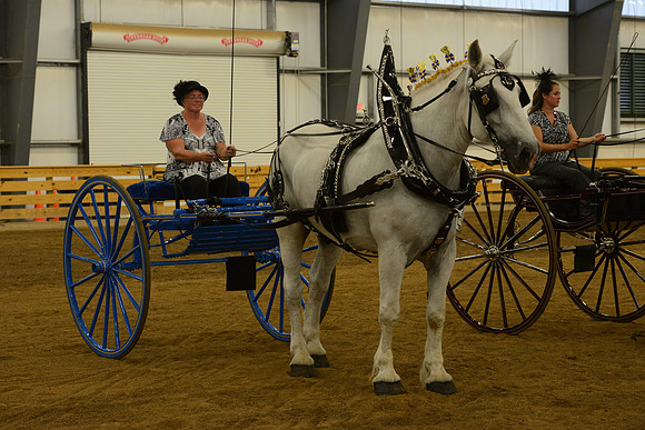 Ladies Cart_Percheron-22