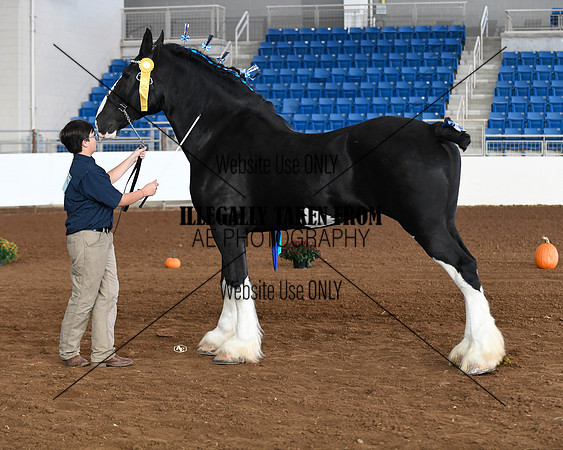 shire_5664