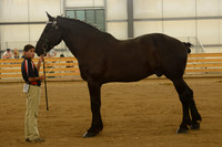 Sr. Youth Showmanship-17