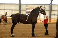 Halter-16