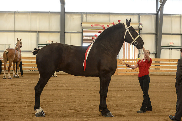 Halter-16