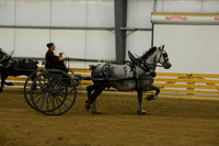 Ladies Cart_Percheron-13