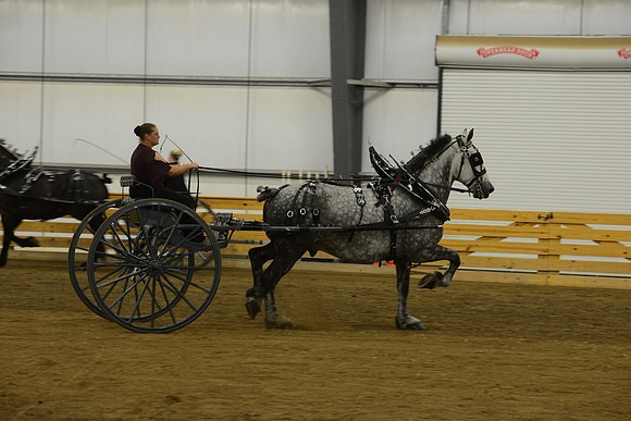Ladies Cart_Percheron-13