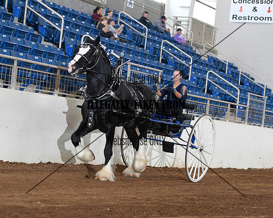 Shires_4760
