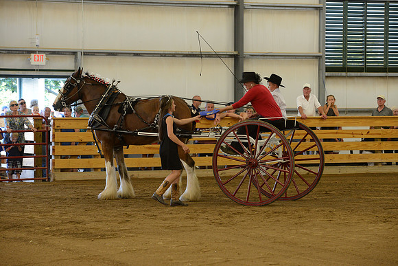 Men’s Cart_Clydesdales-11