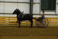 Ladies Cart_Percheron-10