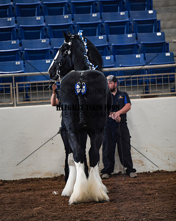 shires_4405
