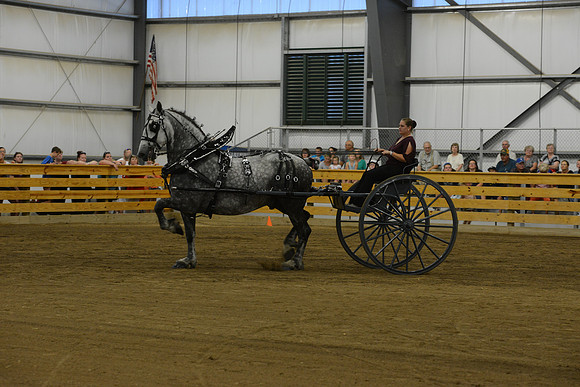 Ladies Cart_Percheron-23