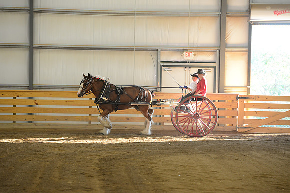 Men’s Cart_Clydesdales-5