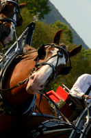 Four Horse Hitch_Amateur_youth-13