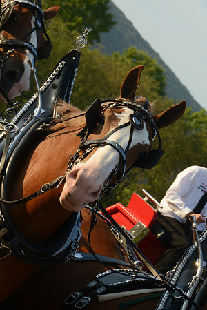 Four Horse Hitch_Amateur_youth-13