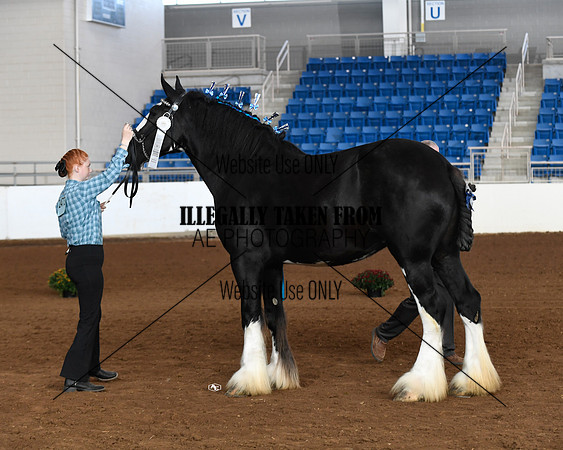 shires_5691