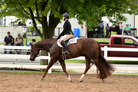 150. 14-18 Hunter Under Saddle